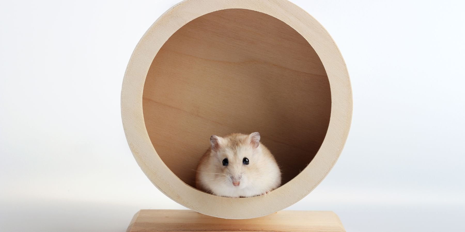 Finding the Best Cage for Your Hamster
