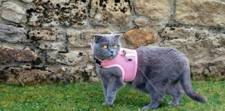 Benefits of Walking Your Cat on a Cat Vest