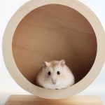 Finding the Best Cage for Your Hamster