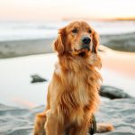 The Relationship Between Dog Pee Color and Canine Kidney Function
