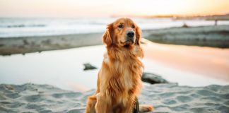 The Relationship Between Dog Pee Color and Canine Kidney Function